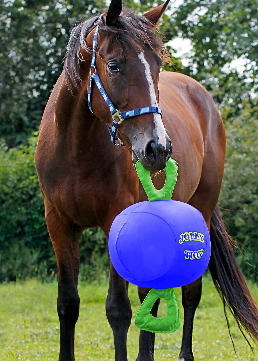 Blue-Green::variant::Horse Jolly Tug